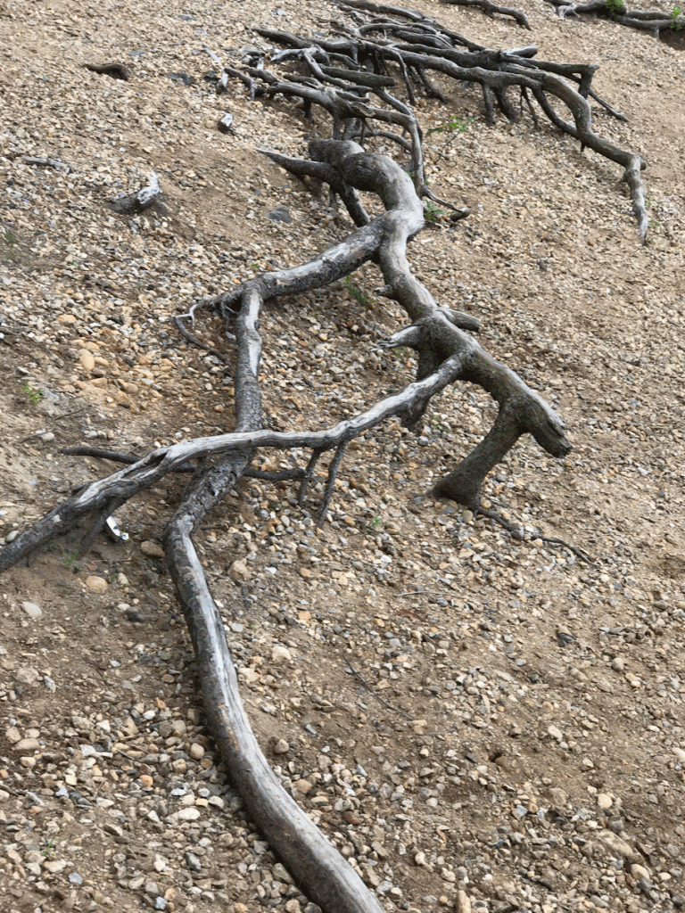 Exposed Tree Roots