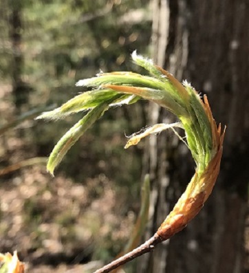 Tree Budding