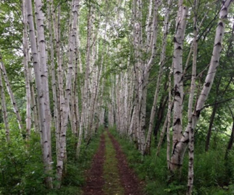 Birch Grove